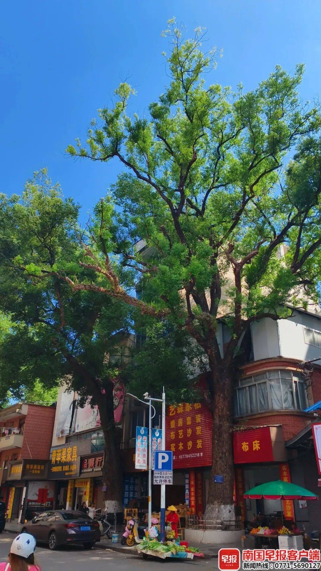 自家房屋采光被遮挡<strong></p>
<p>币舫</strong>，广西贺州一男子给220年珍贵古树多次投毒！