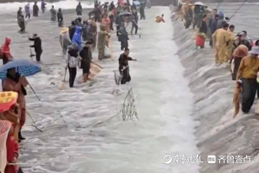 “鱼多得数不过来<strong></p>
<p>BCH</strong>，一网子下去能捞好几条”济南锦绣川水库开闸放水，大量鲢鱼被冲出，工作人员：禁止捕捞！