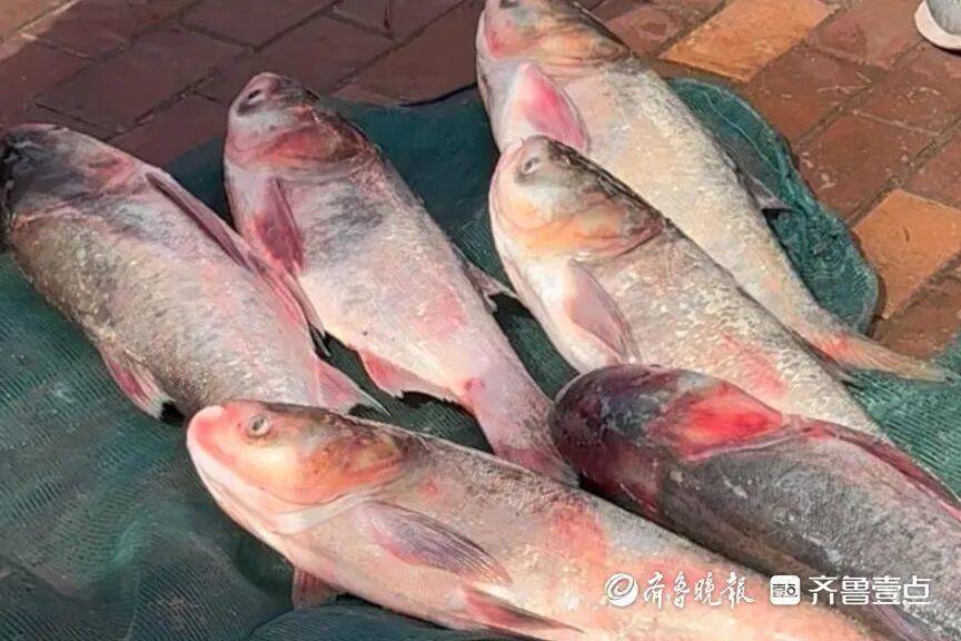 “鱼多得数不过来<strong></p>
<p>BCH</strong>，一网子下去能捞好几条”济南锦绣川水库开闸放水，大量鲢鱼被冲出，工作人员：禁止捕捞！