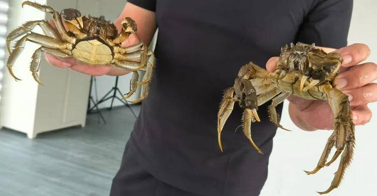 武汉江夏一地大闸蟹大量上市<strong></p>
<p>九币</strong>,日产1000斤当天售完,每只螃蟹有自己的“身份证”,吃深海小黄鱼长大