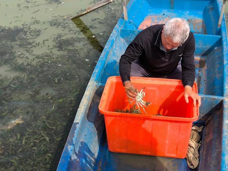 武汉江夏一地大闸蟹大量上市<strong></p>
<p>九币</strong>,日产1000斤当天售完,每只螃蟹有自己的“身份证”,吃深海小黄鱼长大