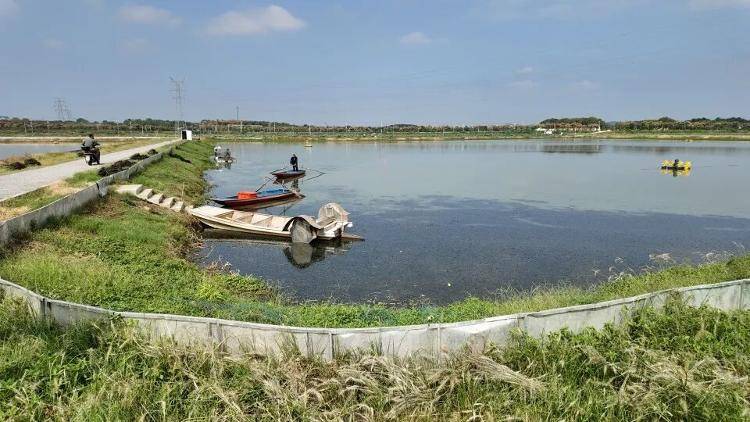 武汉江夏一地大闸蟹大量上市<strong></p>
<p>九币</strong>,日产1000斤当天售完,每只螃蟹有自己的“身份证”,吃深海小黄鱼长大