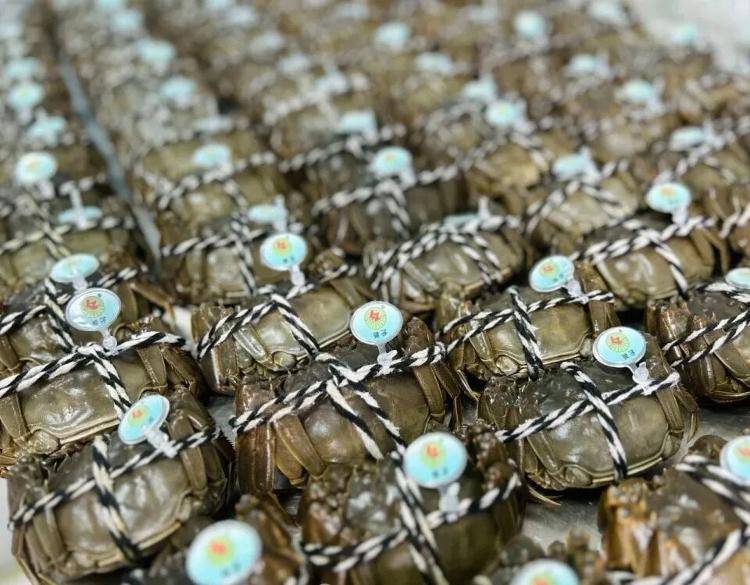 武汉江夏一地大闸蟹大量上市<strong></p>
<p>九币</strong>,日产1000斤当天售完,每只螃蟹有自己的“身份证”,吃深海小黄鱼长大