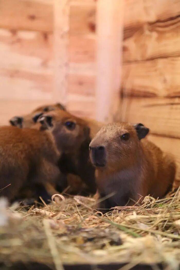 出生1小时就能独立行走<strong></p>
<p>法币100</strong>，济南动物园“果果”和“豚豚”的4只新生幼崽，周末和市民见面