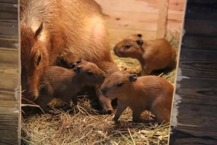 出生1小时就能独立行走<strong></p>
<p>法币100</strong>，济南动物园“果果”和“豚豚”的4只新生幼崽，周末和市民见面