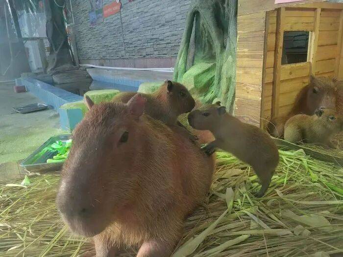 出生1小时就能独立行走<strong></p>
<p>法币100</strong>，济南动物园“果果”和“豚豚”的4只新生幼崽，周末和市民见面