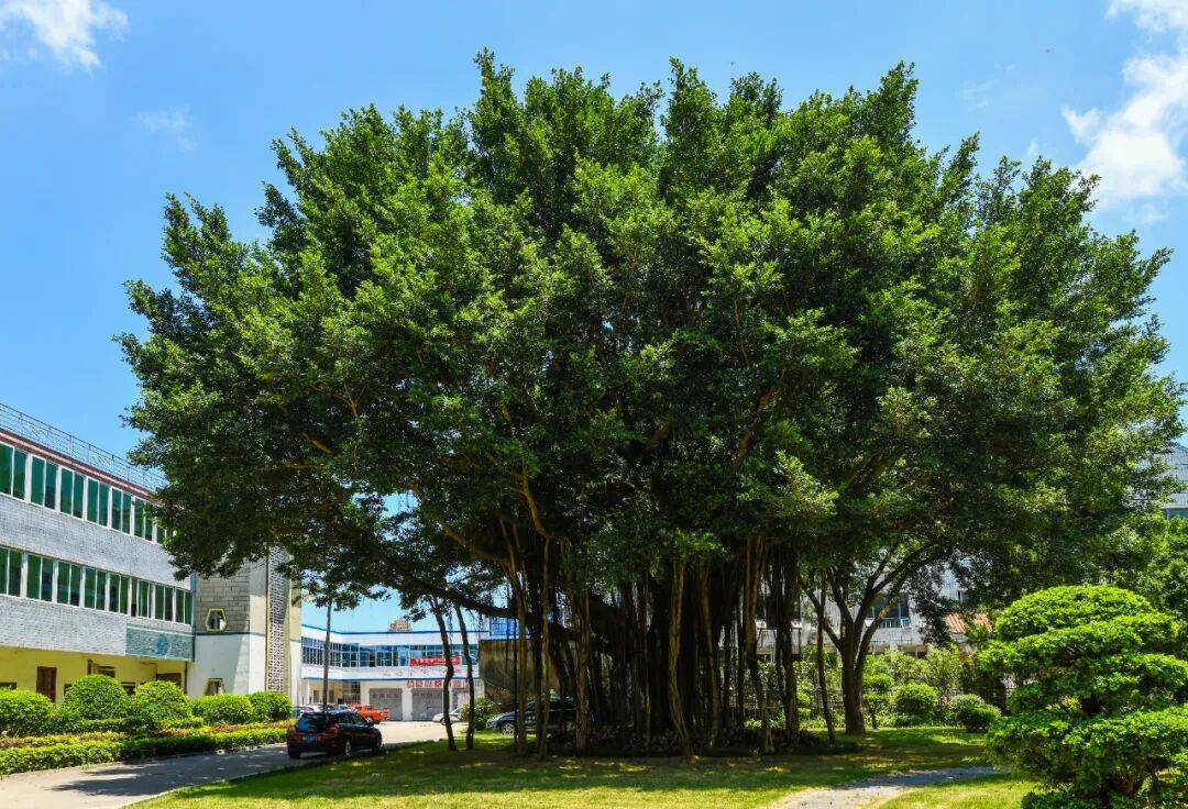 保护古树名木 传承生态文明