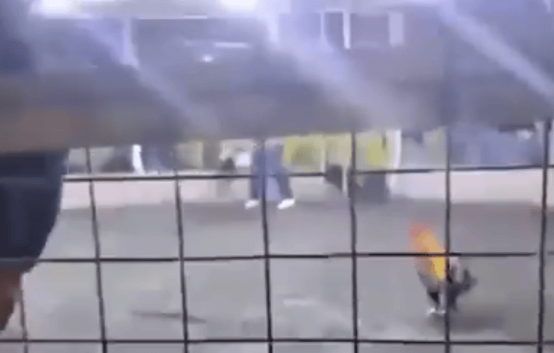 男子遭自家斗鸡攻击大出血死亡<strong></p>
<p>币聪</strong>，鸡脚上绑有锋利刀片，当地赛事奖金高达21万