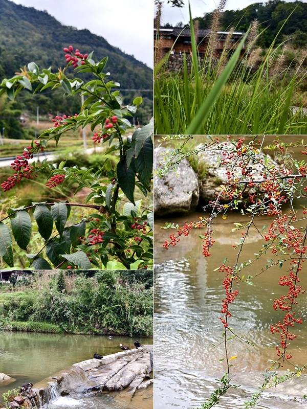 推窗见梯田<strong></p>
<p>币聪</strong>！梧桐山民宿：把日子过成诗