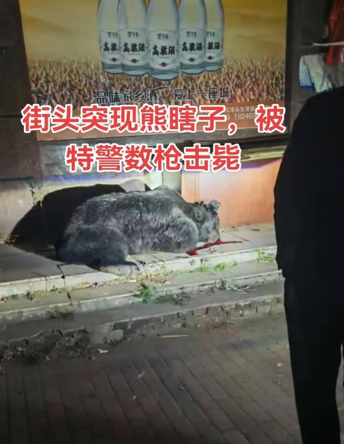 大黑熊夜里独闯黑龙江一县城闹市区<strong></p>
<p>怎样进入币圈</strong>，警方连开10多枪击毙，回应为何没用麻醉枪