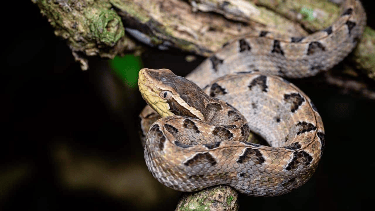 泰国女子在ATM机取钱<strong></p>
<p>福币价格</strong>，取款口突然窜出一条蛇