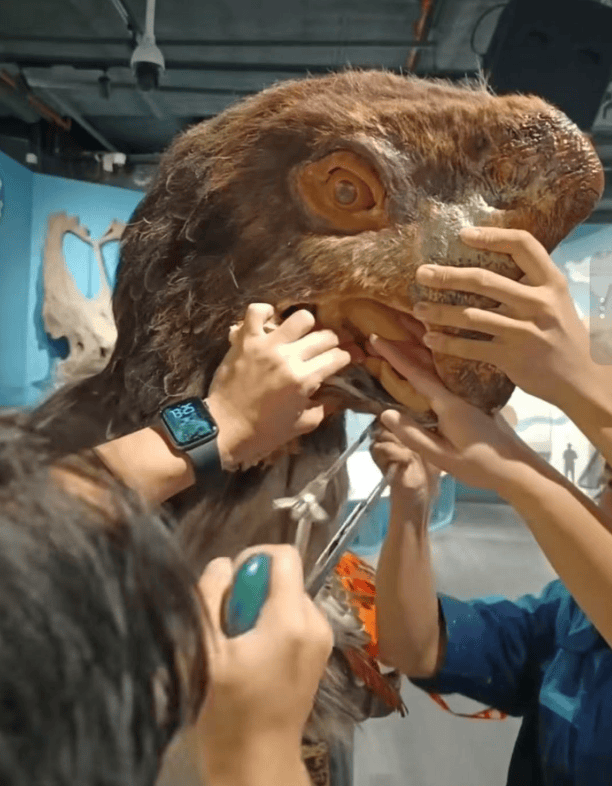 被卡住了<strong></p>
<p>德币</strong>！广州一游客把手伸进恐龙模型嘴中