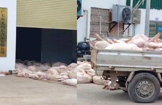 广东一肉联公司门口堆满死猪<strong></p>
<p>币率兑换</strong>,官方通报:7人被公安控制,涉嫌非法处置死猪