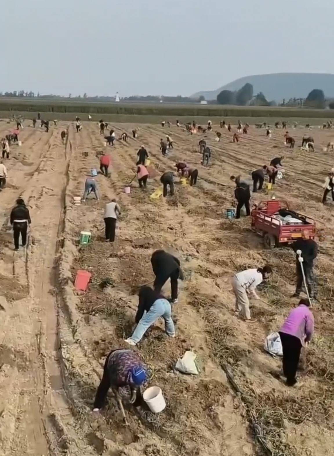 数百人冲进地里捡红薯<strong></p>
<p>币对</strong>，田主称是秋收剩下的，网友：免费翻地，利人利己