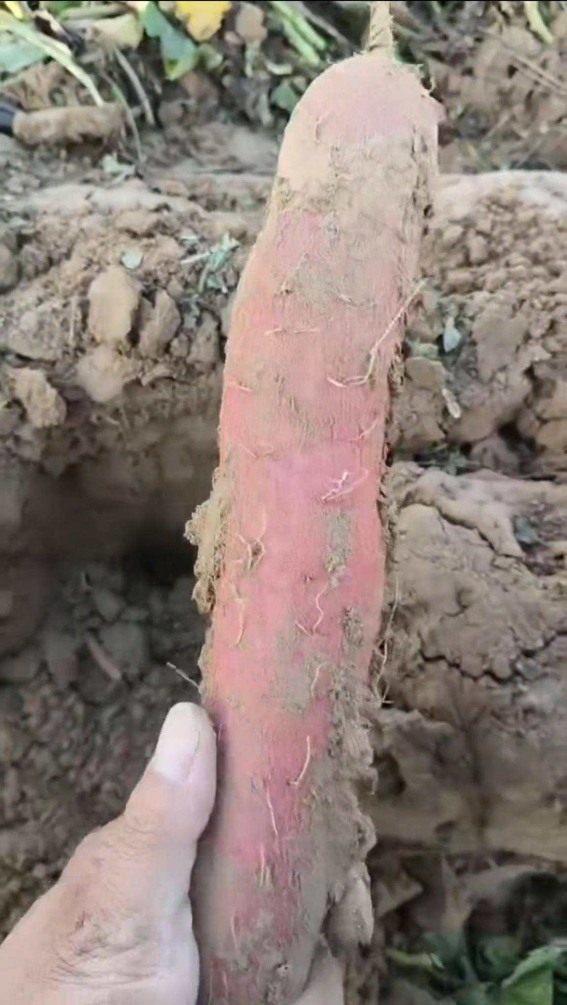 数百人冲进地里捡红薯<strong></p>
<p>币对</strong>，田主称是秋收剩下的，网友：免费翻地，利人利己