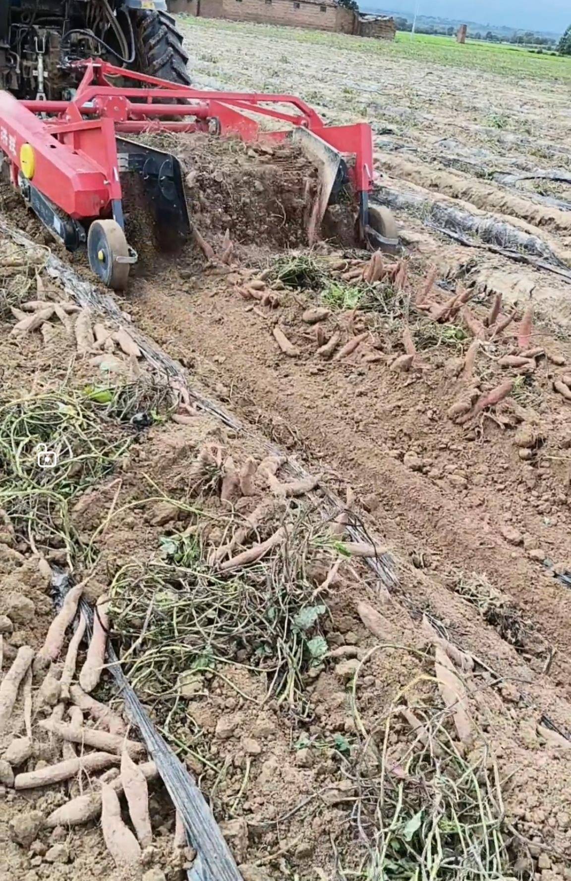 数百人冲进地里捡红薯<strong></p>
<p>币对</strong>，田主称是秋收剩下的，网友：免费翻地，利人利己