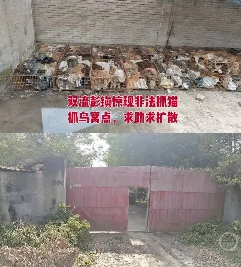 “成都一空置房非法囤猫”？官方通报：共发现被困小猫102只<strong></p>
<p>币对</strong>，未发现虐猫行为