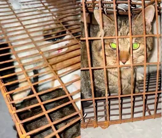 “成都一空置房非法囤猫”？官方通报：共发现被困小猫102只<strong></p>
<p>币对</strong>，未发现虐猫行为