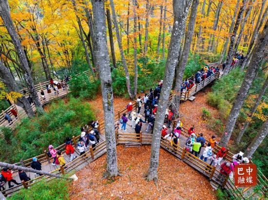 多图 ｜ 红叶遍山野 赏秋正当时 光雾山红叶进入最佳观赏期