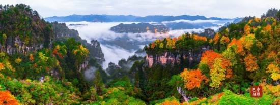 多图 ｜ 红叶遍山野 赏秋正当时 光雾山红叶进入最佳观赏期