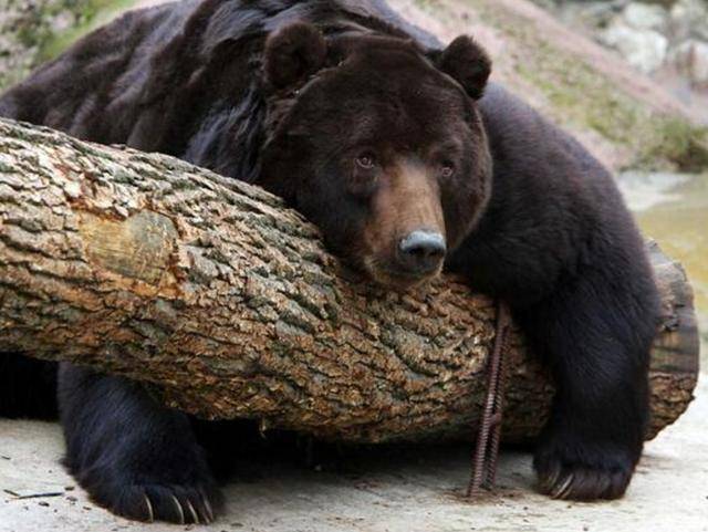 出重拳治“熊害”<strong></p>
<p>淘币网</strong>，日本将允许防暴警察射杀熊