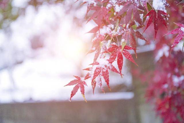 百年难遇“早立冬”来了<strong></p>
<p>淘币网</strong>！有啥讲究？早看早准备！