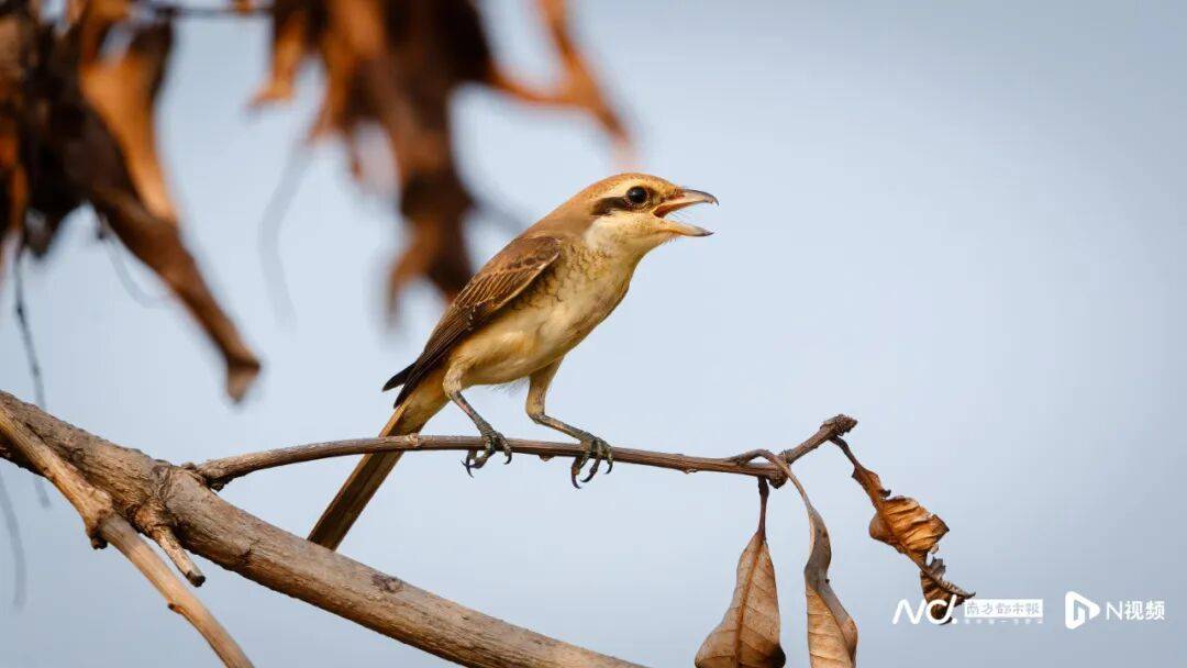 东莞最新发布：将严厉打击这些行为<strong></p>
<p>淘币网</strong>！