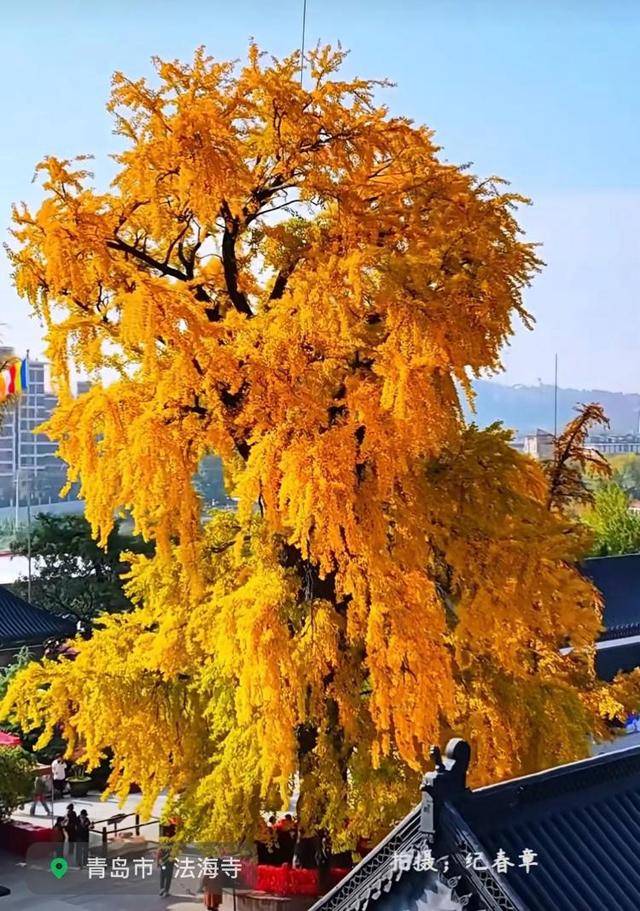 错过等一年！青岛1600岁“银杏王”满树金黄<strong></p>
<p>芬币</strong>，打卡的人“鼓”了