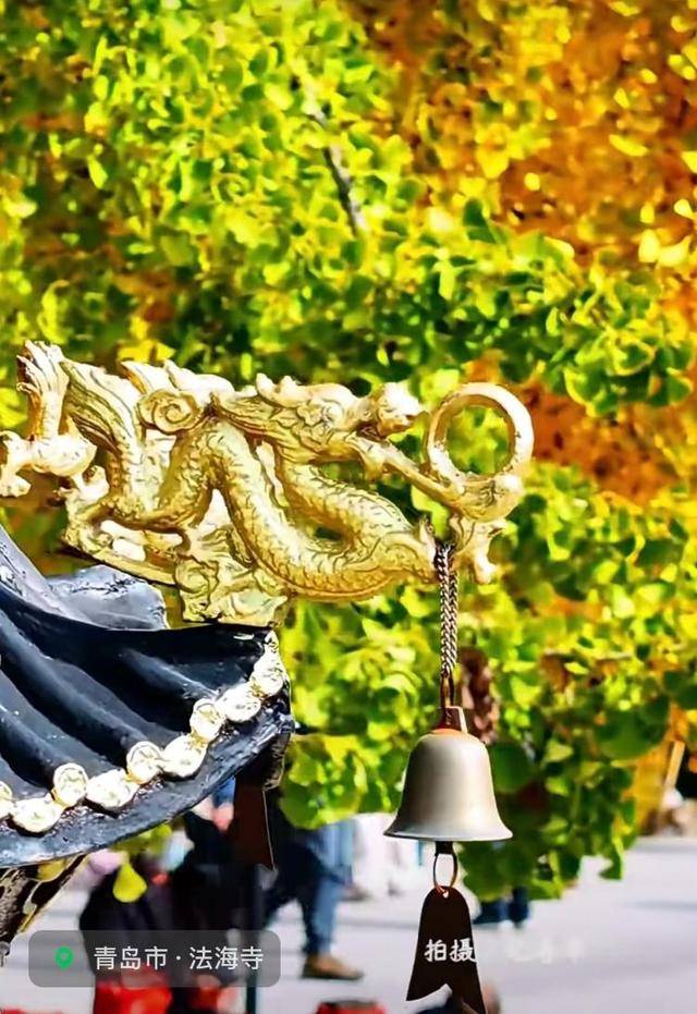 错过等一年！青岛1600岁“银杏王”满树金黄<strong></p>
<p>芬币</strong>，打卡的人“鼓”了