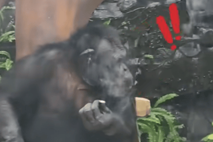 大猩猩抽烟手法娴熟？广西南宁动物园：从小在领养家庭学会抽烟喝酒<strong></p>
<p>哪些数字有货币</strong>，会派人制止