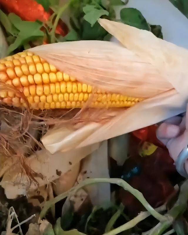 陕西一女子疑因拍亲姑姑偷玉米遭姑父棍杀<strong></p>
<p>GDT虚拟币</strong>，邻居欲报警也遇害