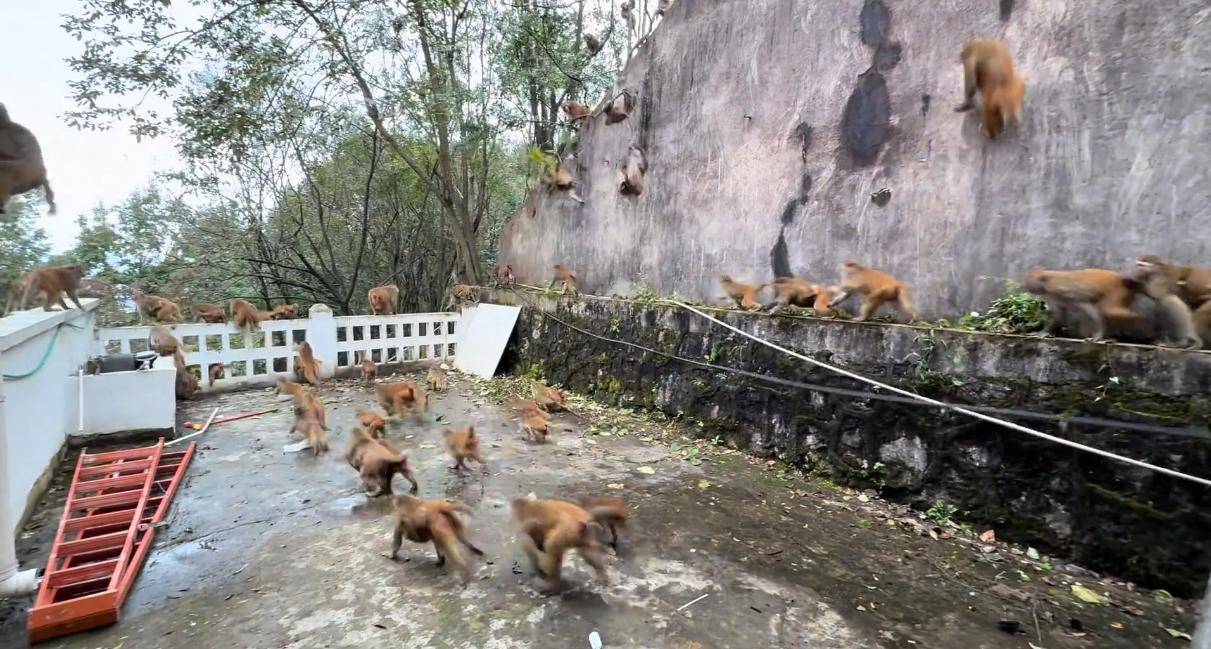 贵州黔灵山猴群一窝蜂冲下山<strong></p>
<p>虚拟币买就跌</strong>，网友称被吓得汗毛立起来！公园回应：猴群活动，很正常