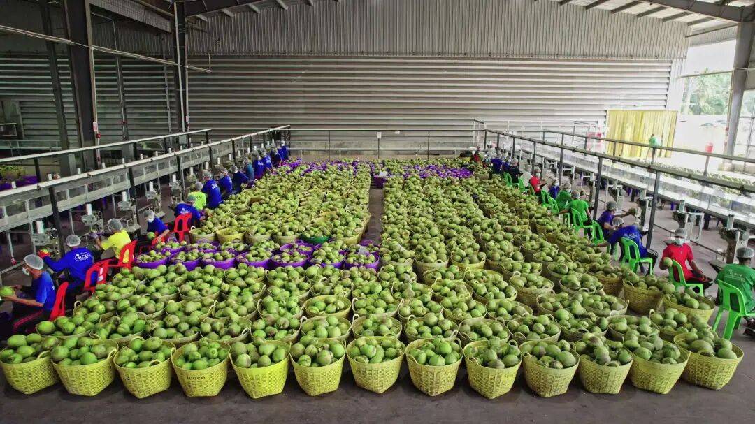 椰子水之外<strong></p>
<p>每天送虚拟币</strong>，大公司争夺40亿元生椰市场