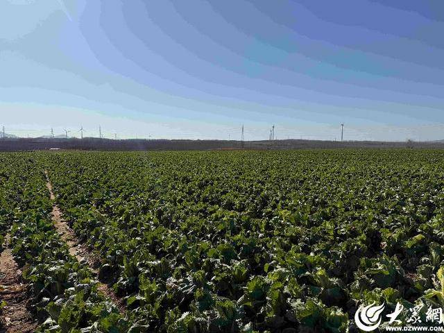 山东青岛：全国首批“板蓝根白菜”喜获丰收<strong></p>
<p>NGS虚拟币</strong>，正式上市！首批10万棵已被上海采购商“包圆”
