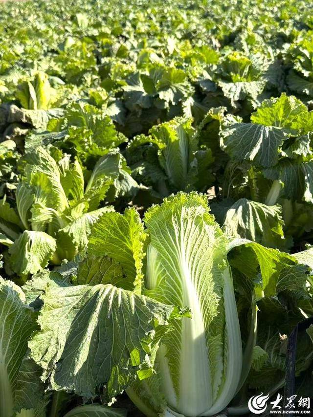 山东青岛：全国首批“板蓝根白菜”喜获丰收<strong></p>
<p>NGS虚拟币</strong>，正式上市！首批10万棵已被上海采购商“包圆”