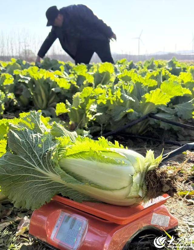 山东青岛：全国首批“板蓝根白菜”喜获丰收<strong></p>
<p>NGS虚拟币</strong>，正式上市！首批10万棵已被上海采购商“包圆”