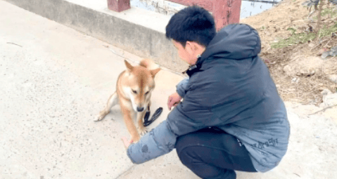 上海一市民花15800元送狗“上学”<strong></p>
<p>鱼塘虚拟币</strong>，归来却恶习依旧……法院判决！