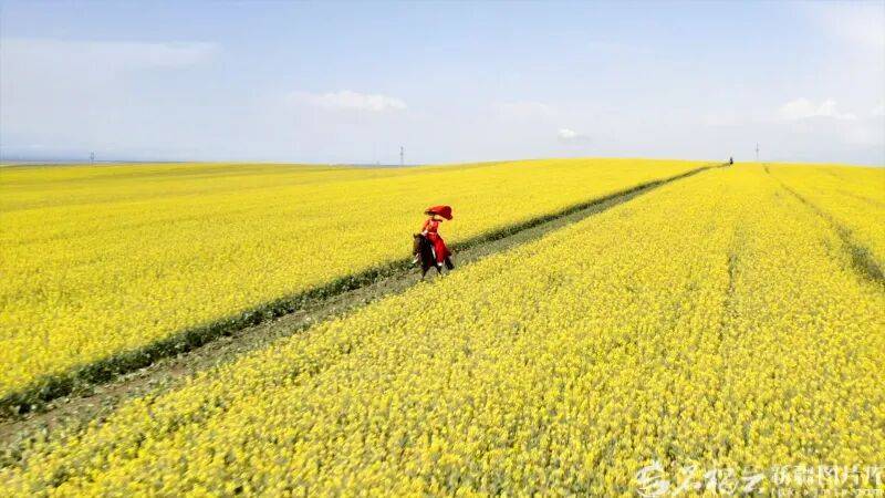 贺娇龙已安葬于昭苏公墓<strong></p>
<p>从比特币看虚拟货币</strong>，其父亲亦葬于此地